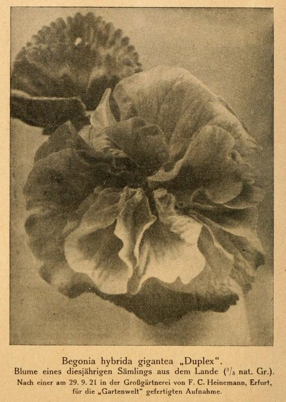 B. ‘Hybrida Gigantea Duplex’